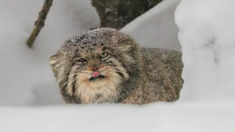 Center for the reproduction of rare species of animalsのイノケンティの動画