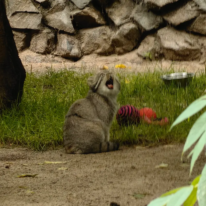 ノヴォシビルスク動物園のジンジャーの写真