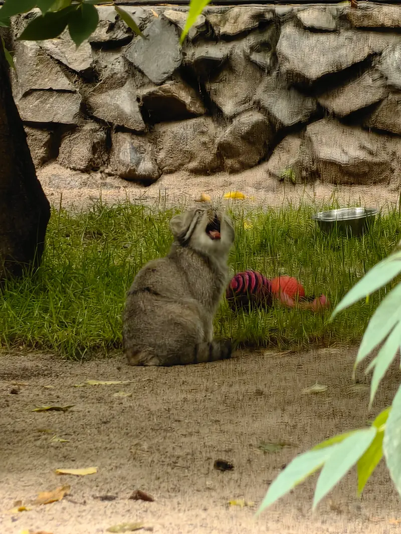 ノヴォシビルスク動物園のジンジャーの写真