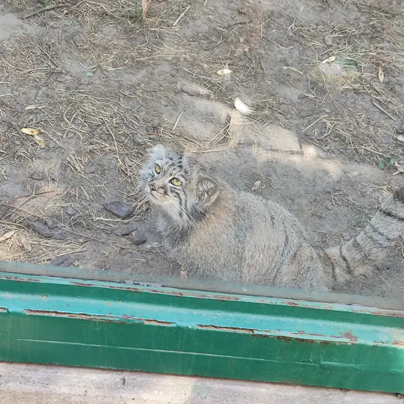 ブダペスト動物園・植物園のボリス Ⅱの写真