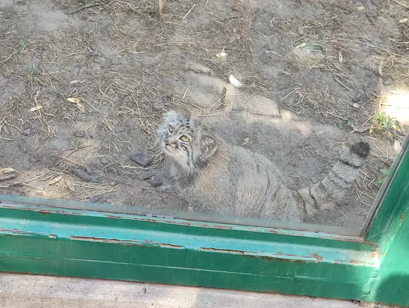 ブダペスト動物園・植物園のボリス Ⅱの写真