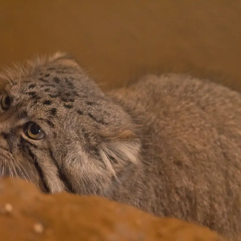 埼玉県こども動物自然公園のロータスの写真