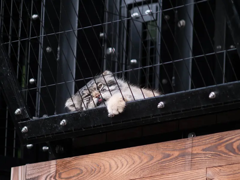 旭山動物園のグルーシャの写真