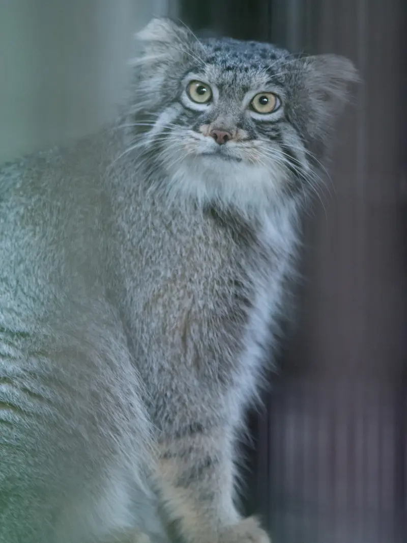野毛山動物園のフィーガの写真