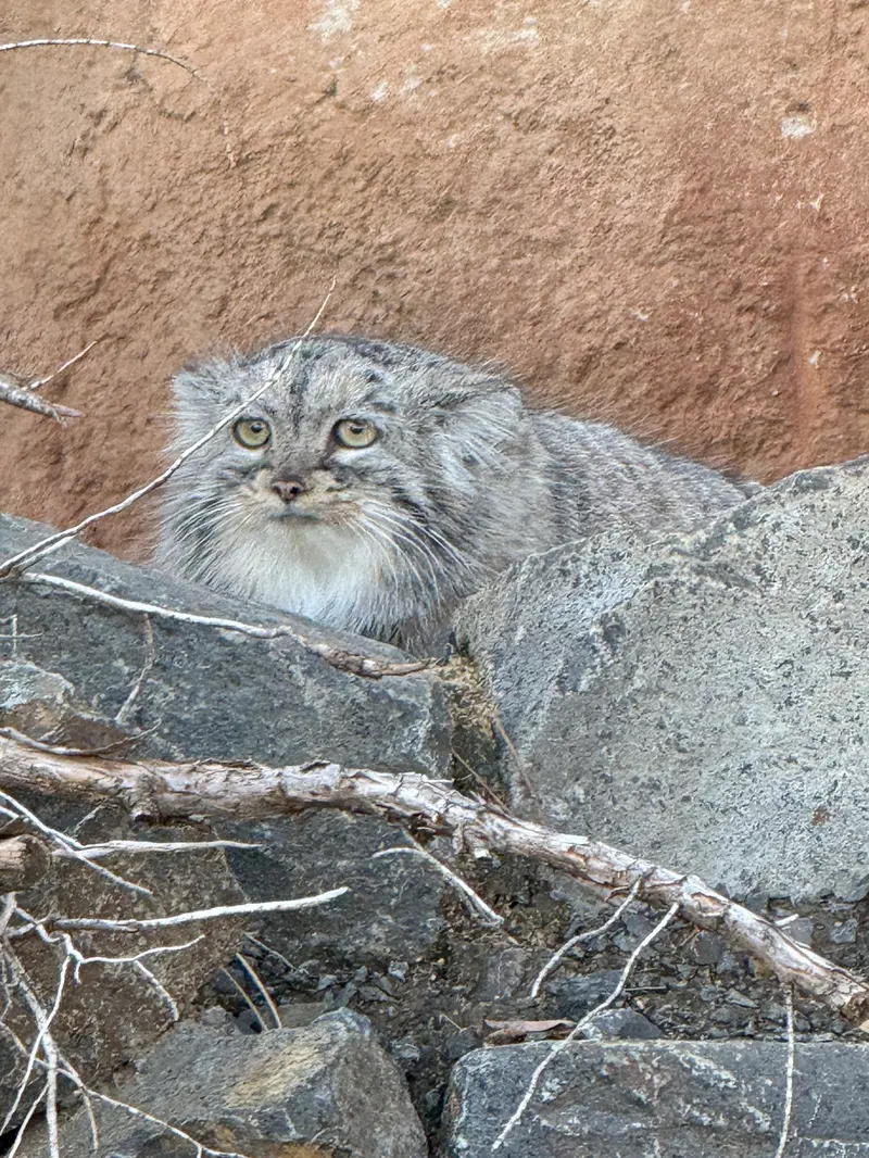 プラハ動物園のプリンセッサの写真
