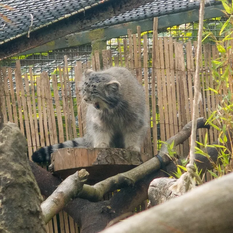 エディンバラ動物園のアキコの写真