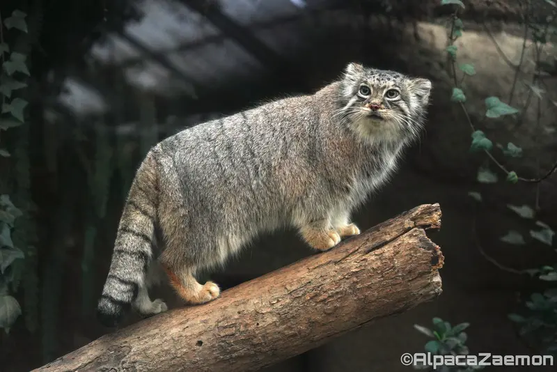 神戸どうぶつ王国のアズの写真
