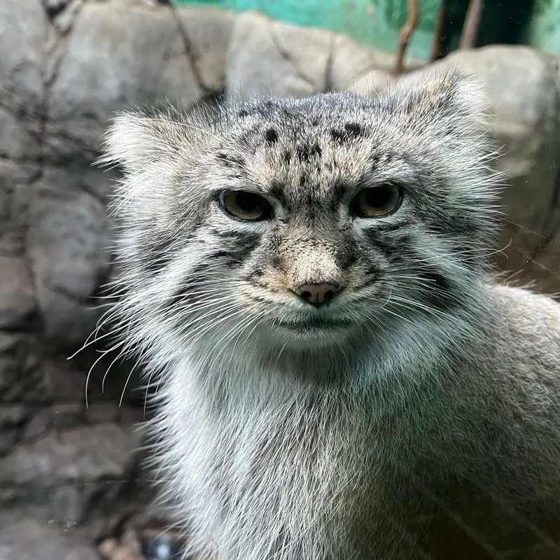 バーミンガム動物園のフィラリスの写真