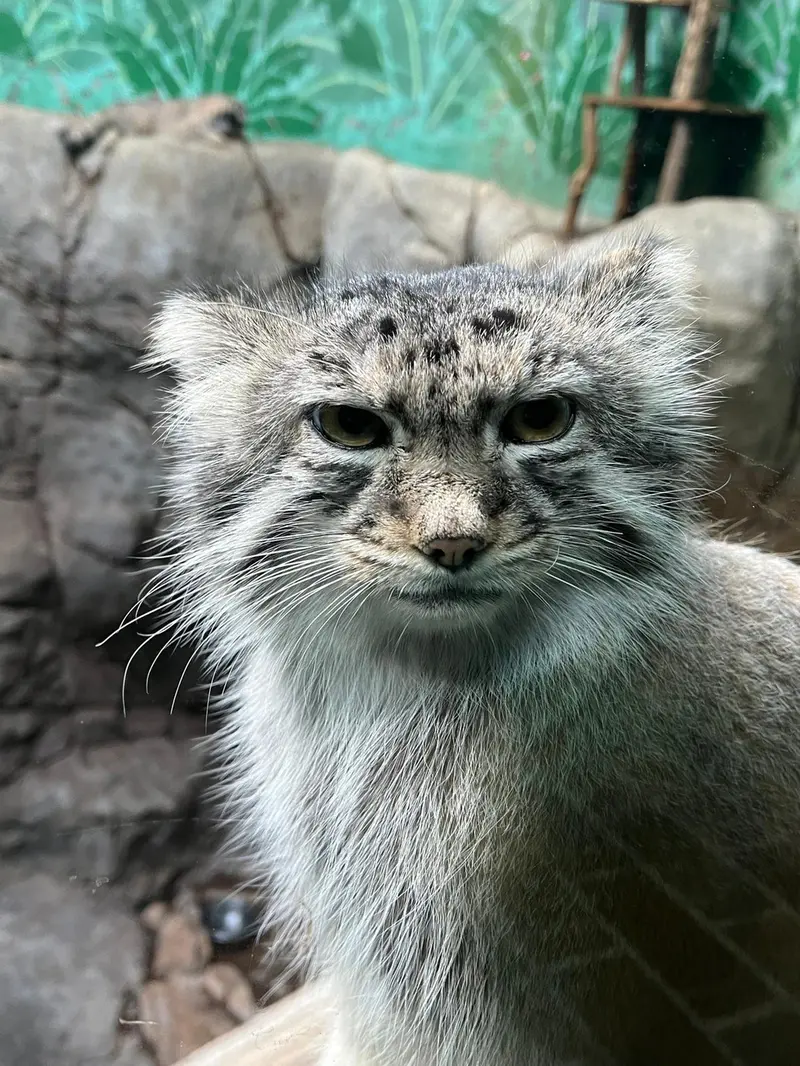バーミンガム動物園のフィラリスの写真