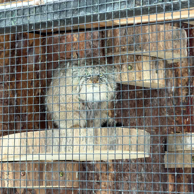レニングラード動物園のシューの写真