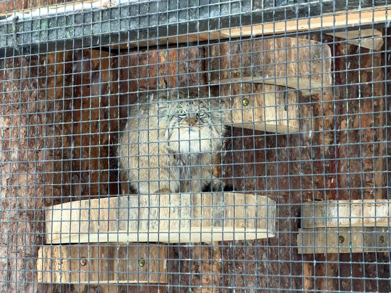 レニングラード動物園のシューの写真