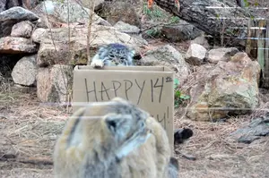 シャイアン・マウンテン動物園のナディアとレッドの写真