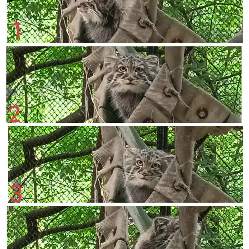 ノヴォシビルスク動物園のマヌルネコの写真