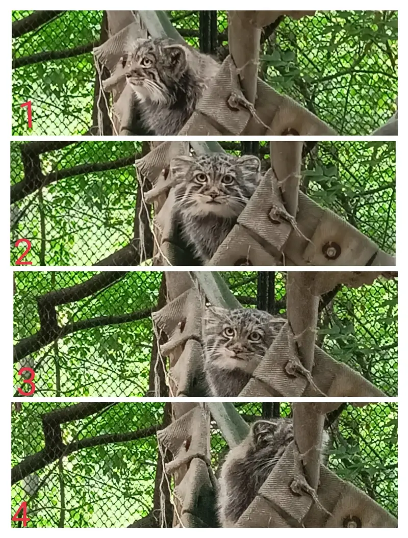 ノヴォシビルスク動物園のマヌルネコの写真