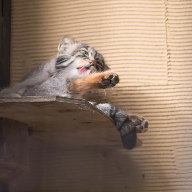 旭山動物園のヒデの写真