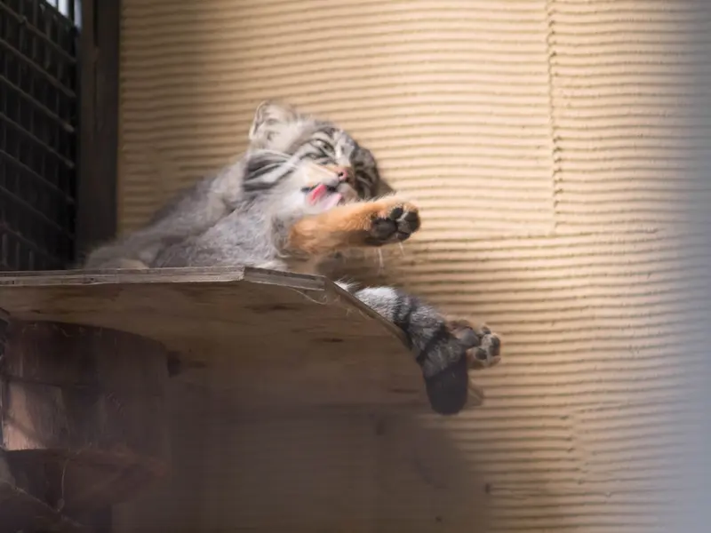 旭山動物園のヒデの写真