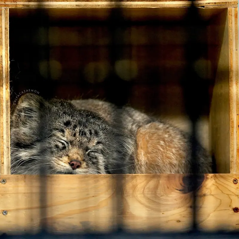 神戸市立王子動物園のイーリスの写真