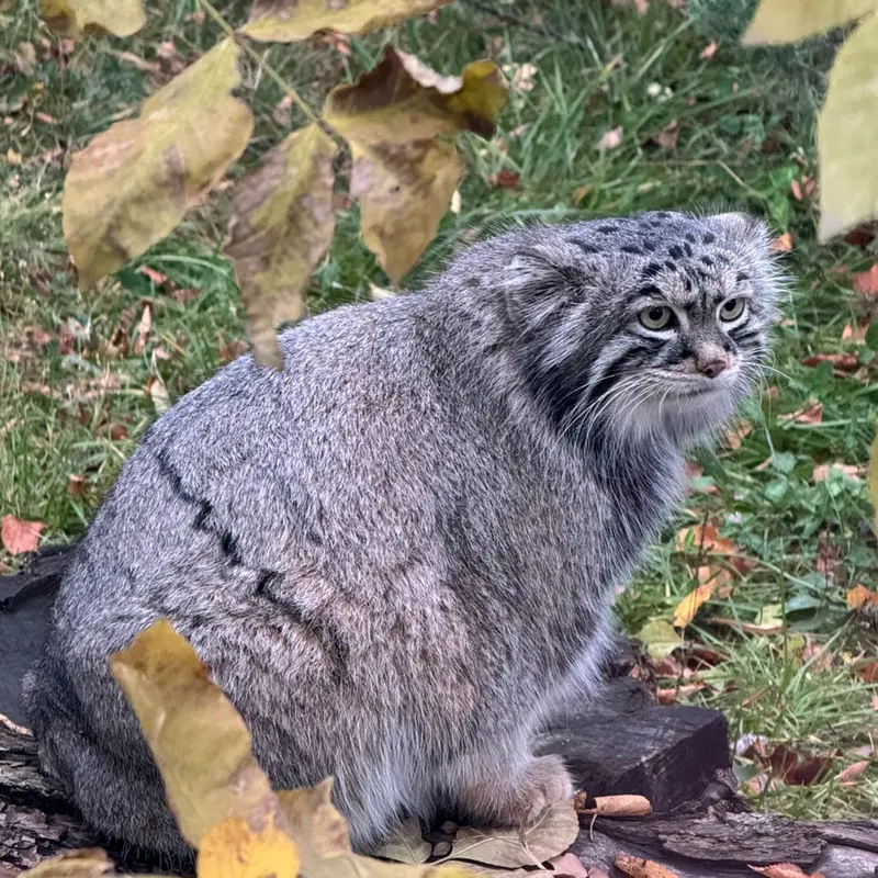 モスクワ動物園のティモフェイの写真