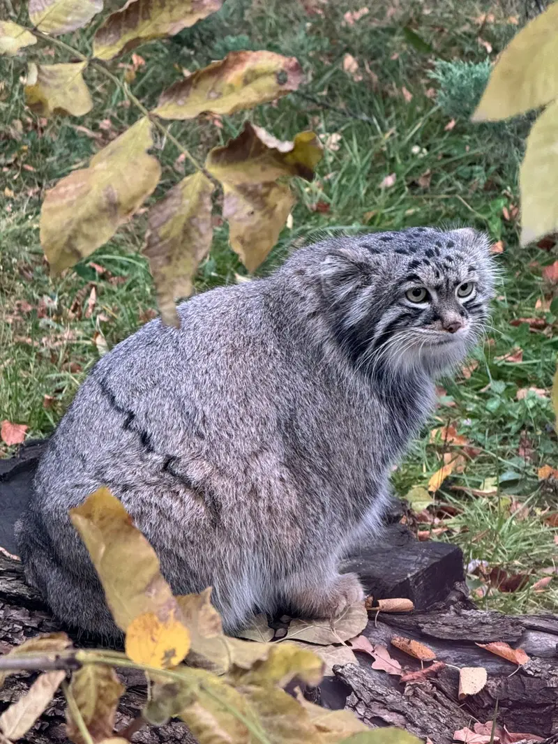 モスクワ動物園のティモフェイの写真