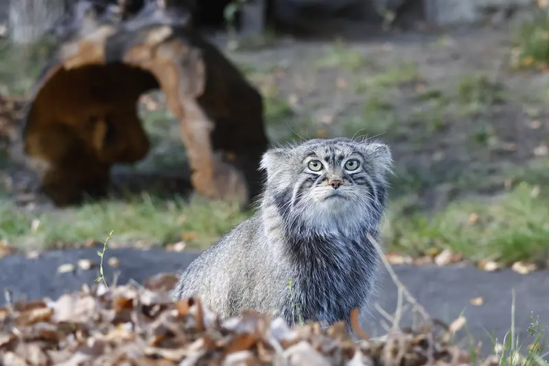 モスクワ動物園のティモフェイの写真