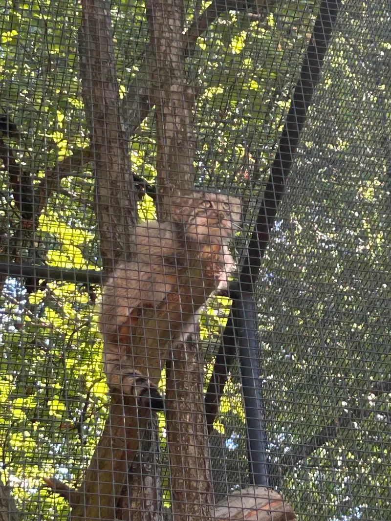 ブルノ動物園のアリウナーの子ネコ b.2026 Ⅰ、アリウナーの子ネコ b.2026 Ⅱ、アリウナーの子ネコ b.2026 Ⅲ、アリウナーの子ネコ b.2026 Ⅳ、アリウナーの子ネコ b.2026 Ⅴとアリウナーの子ネコ b.2026 Ⅵの写真