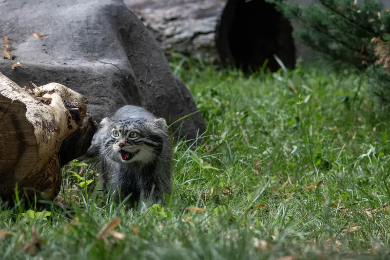 モスクワ動物園のティモフェイの写真