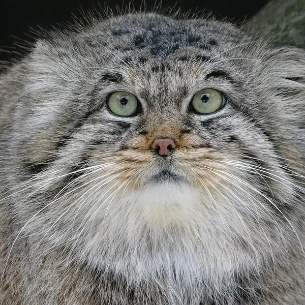 リガ動物園のビョルンの写真