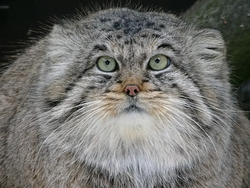 リガ動物園のビョルンの写真