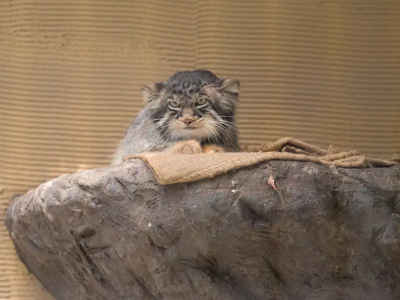 旭山動物園のヒデの写真