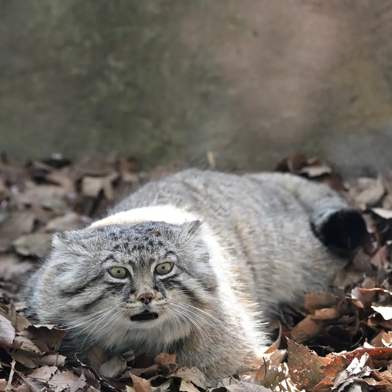 埼玉県こども動物自然公園のロータスの写真