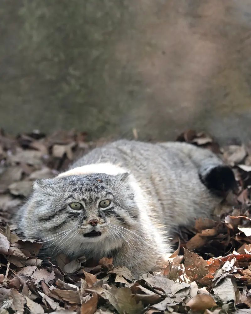埼玉県こども動物自然公園のロータスの写真