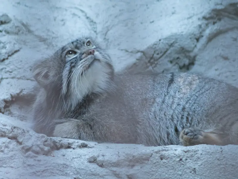 野毛山動物園のフィーガの写真