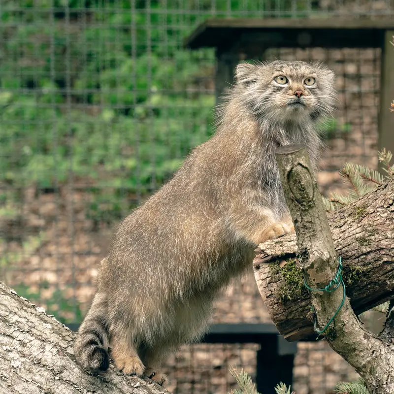 リトアニア動物園のメリッサの写真