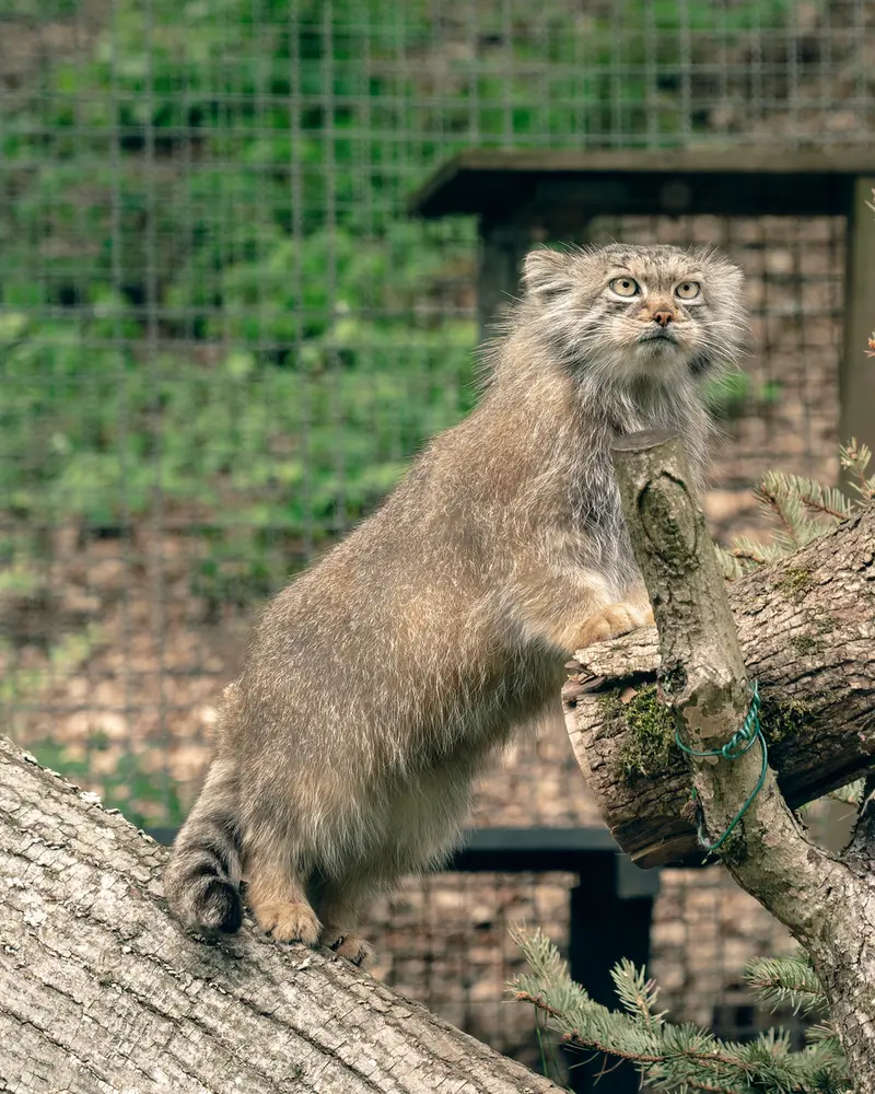 リトアニア動物園のメリッサの写真