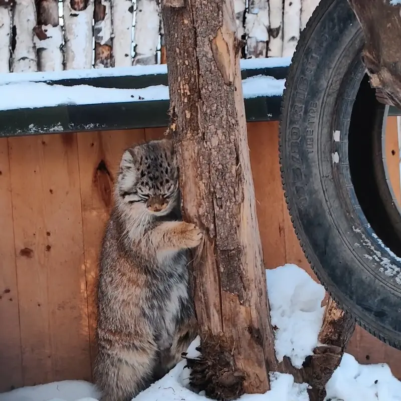 ノヴォシビルスク動物園のマヌルネコの写真