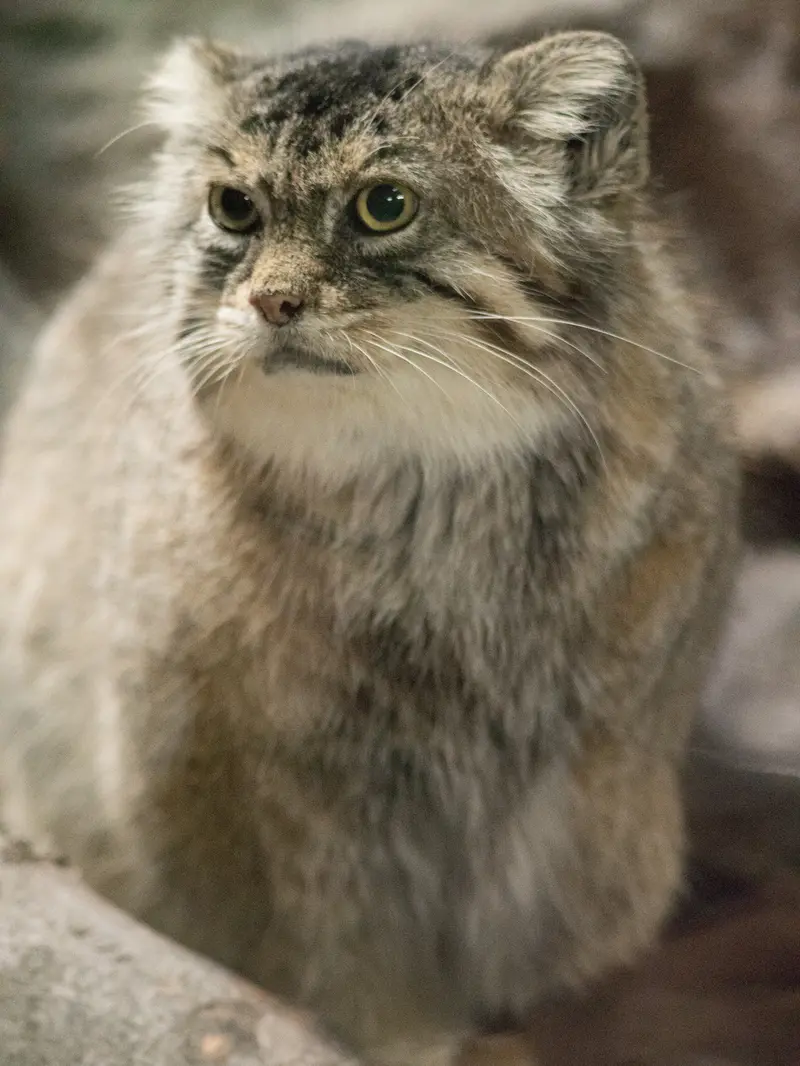 恩賜上野動物園のプリームラの写真