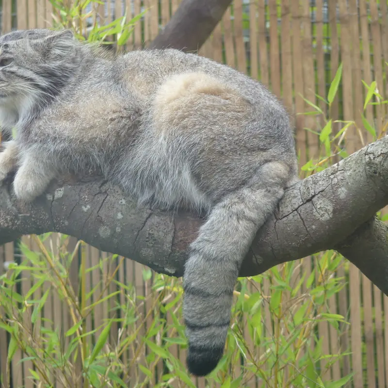 エディンバラ動物園のアキコの写真