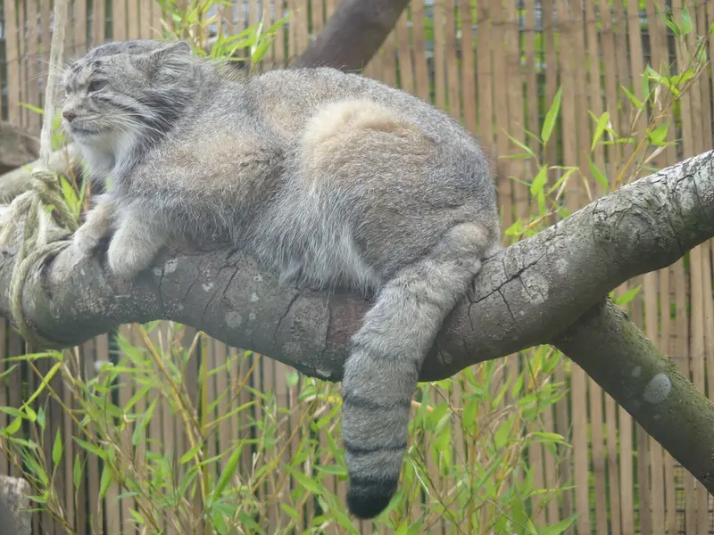 エディンバラ動物園のアキコの写真