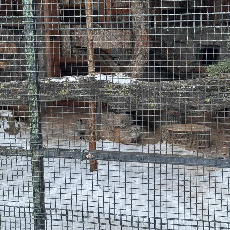レニングラード動物園のナミカとスヴェンの写真
