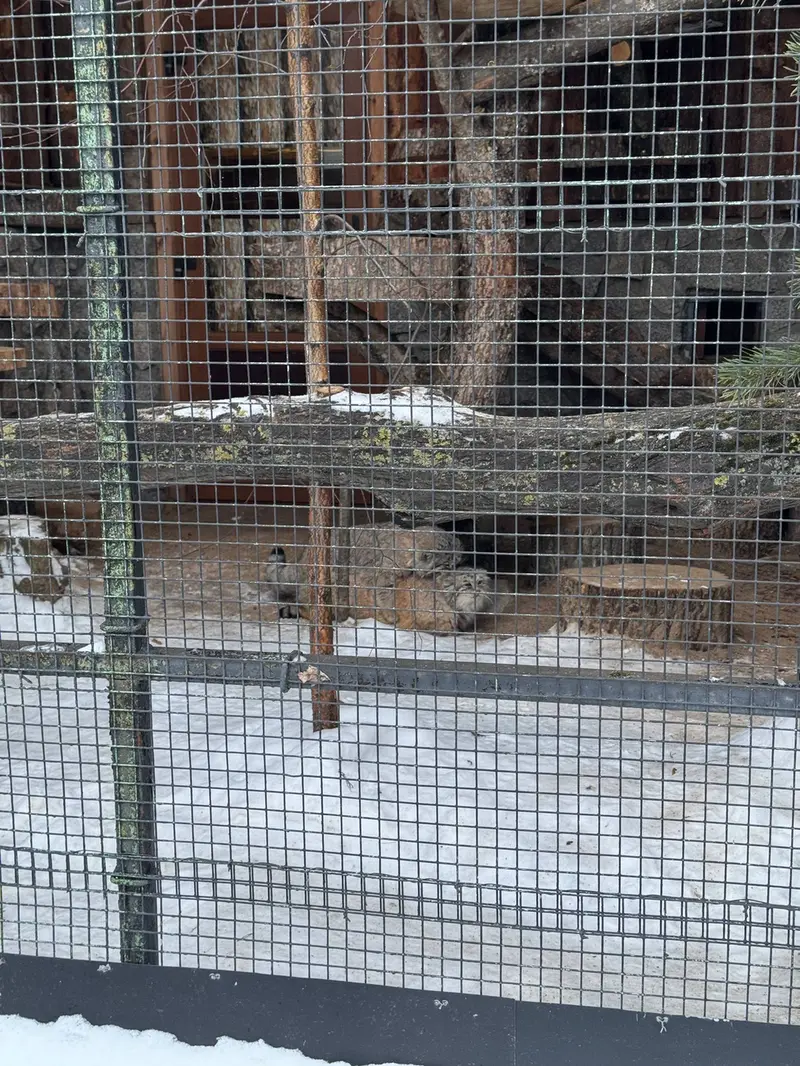 レニングラード動物園のナミカとスヴェンの写真