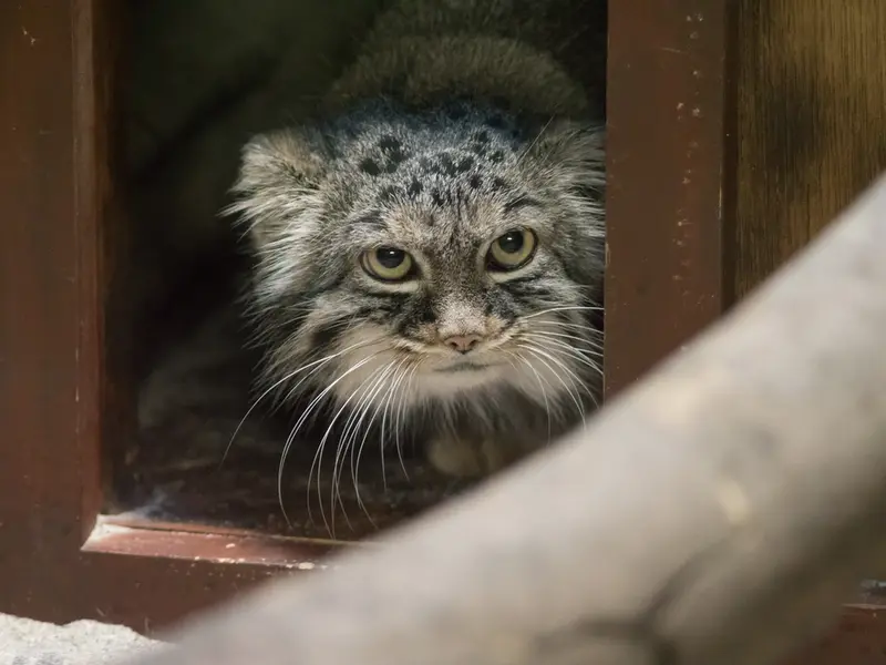 恩賜上野動物園のサフランの写真