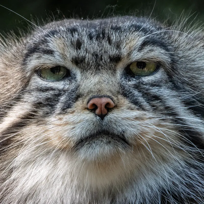 ノヴォシビルスク動物園のジョージの写真