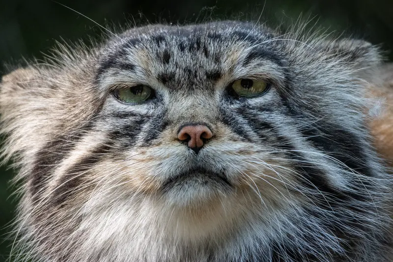 ノヴォシビルスク動物園のジョージの写真