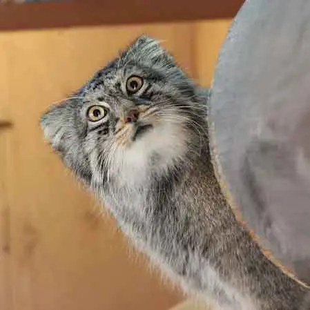埼玉県こども動物自然公園のシャルの写真
