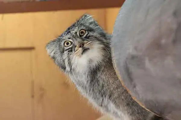 埼玉県こども動物自然公園のシャルの写真
