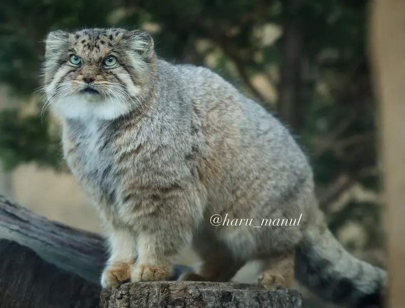 那須どうぶつ王国のボルの写真