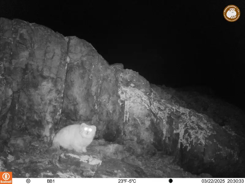 アクタス＝クンコラ［新］カメラトラップで撮影したOtocolobus manul manulの写真