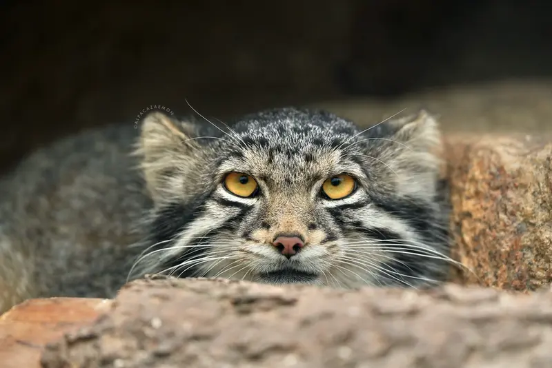 神戸どうぶつ王国のオトの写真