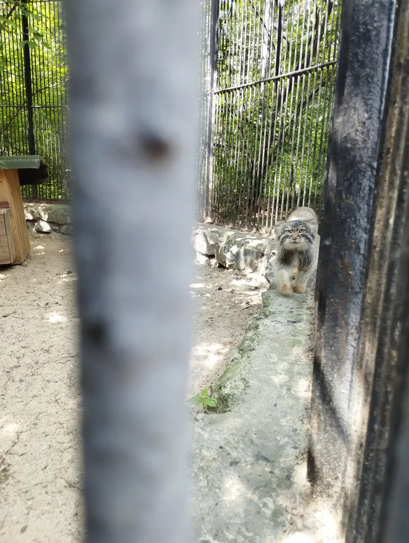 ノヴォシビルスク動物園のマヌルネコの写真