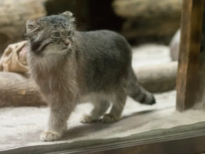 恩賜上野動物園のクリョンの写真